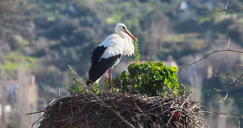 Aydın’da yılın ilk leyleğini gördü, bir çuval un kazandı