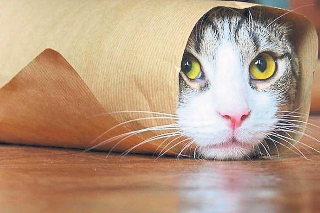 kedinizi evde yalniz birakmadan once dikkat pazar haberleri kedinizi evde yalniz birakmadan once dikkat pazar haberleri