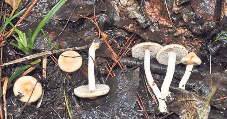 Sadece Türkiye’de yetişen yeni mantar keşfedildi