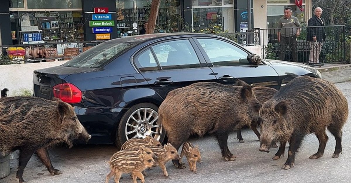 İzmir'de yaban domuzları yollara indi! Sokaklarda yiyecek aradılar