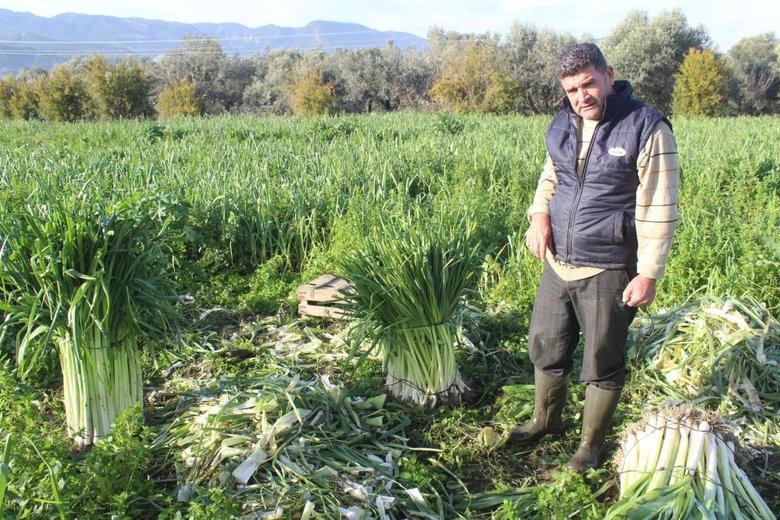 Kış aylarının gözde sebzeleri Salihli’de yetişiyor