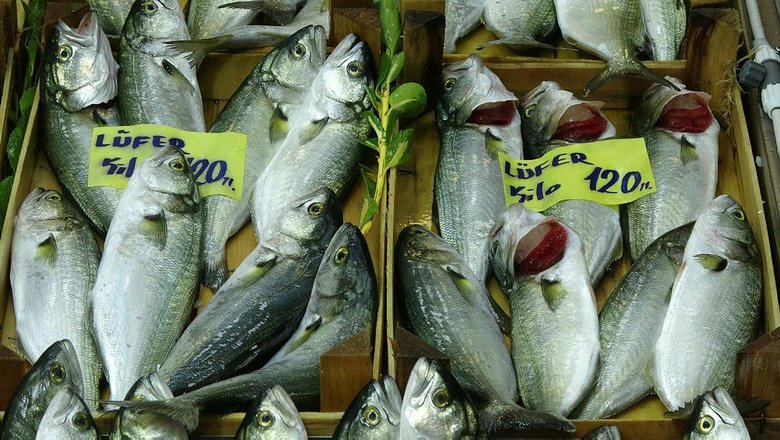 Denizlerin prensi lüfer, Çanakkale’de 80 liradan 120 liraya çıktı