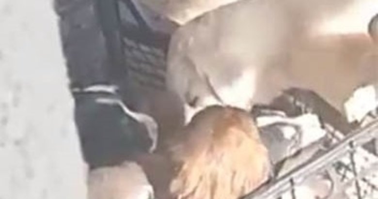 CHP’li Biga Belediyesi’nin hayvan barınağındaki görüntüler kan dondurdu