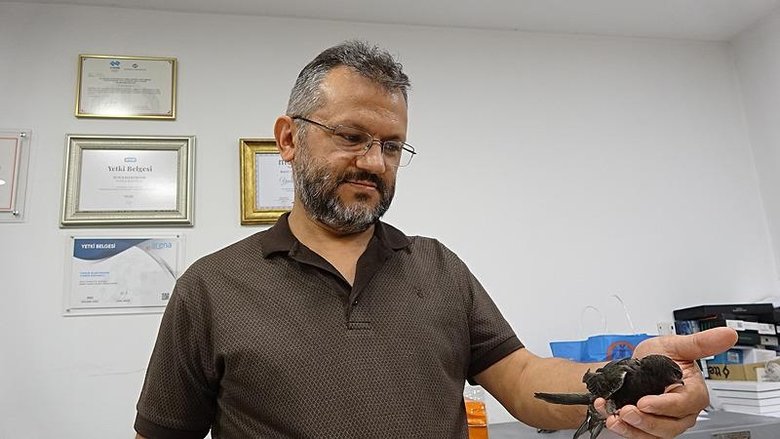 Nadir görülen ebabil kuşları bu iş yerine her yıl geliyor