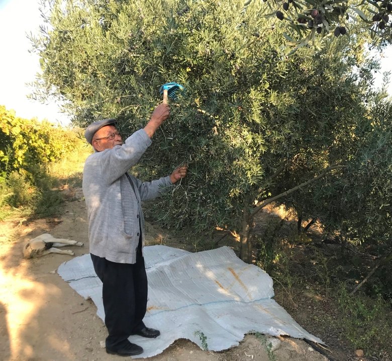 Uzman isimden uyarı: Ağacın dibine düşen zeytinleri toplamayın