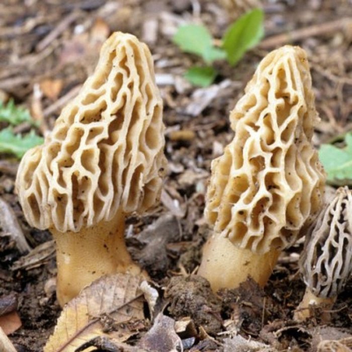 Kuzugöbeği nedir? Kuzugöbeğinin faydaları nelerdir?