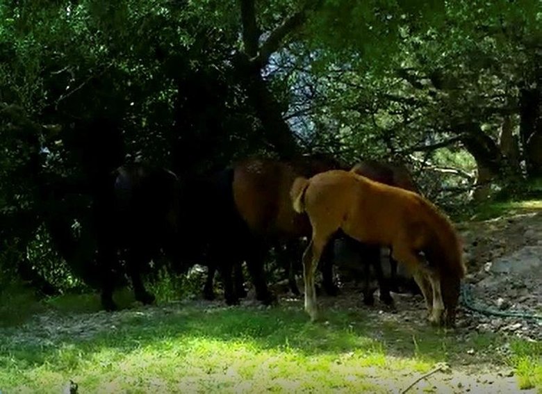 Gece karanlığında kameraya böyle yakalandı! Manisa’da görüldü