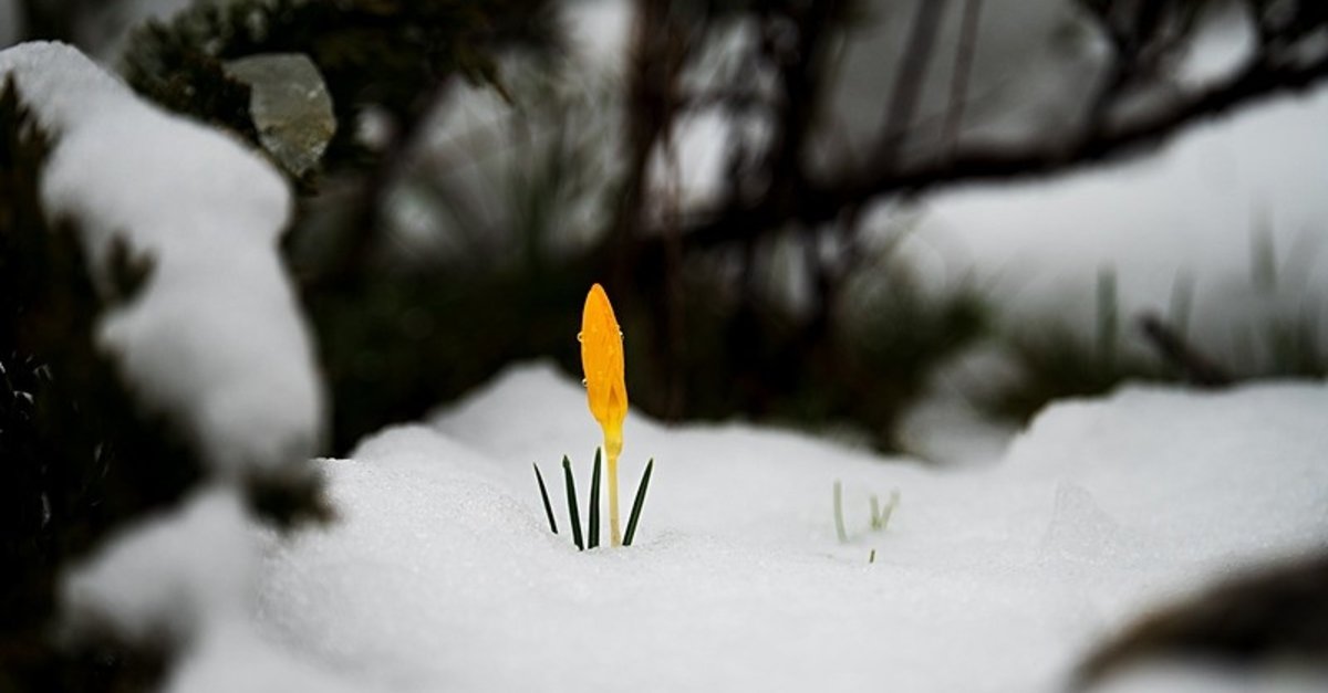 Manisa'da bu çiçeklere dokunmanın bir bedeli var!