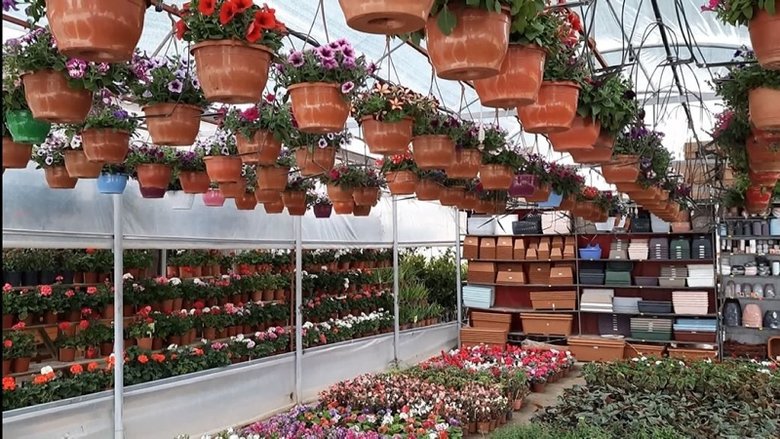 Koronavirüs çiçek satışlarına yansıdı: Bir balkon kaç liraya süslenir?
