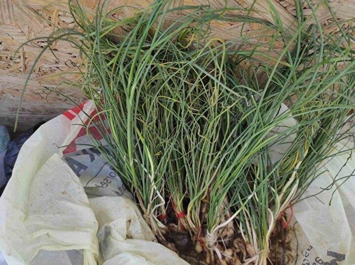 Bu bitkinin kilosu 5 bin TL! Faydalarıyla şaşırtıyor