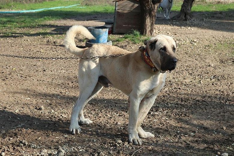 Köpek saldırırsa ne yapmalıyız? İşte kurtulmak için en iyi yöntem...
