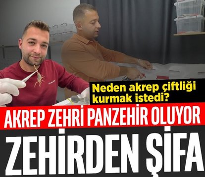 Zehirden şifa! Akrep zehri panzehir oluyor