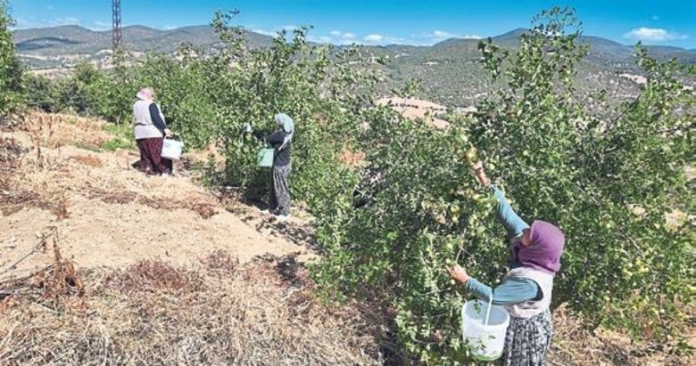 Demirci’de taze iri hünnap Ören, Ürettiğim meyvesinin hasadı başladı