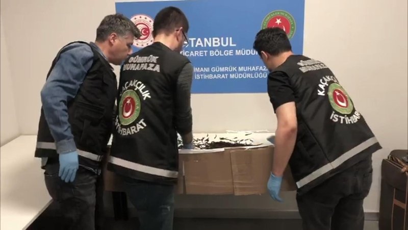 Istanbul Ve Izmir De Gelincik Derisi Ile Suluk Operasyonu Izmir Haberleri