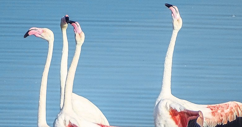 İzmir’de flamingo dansı