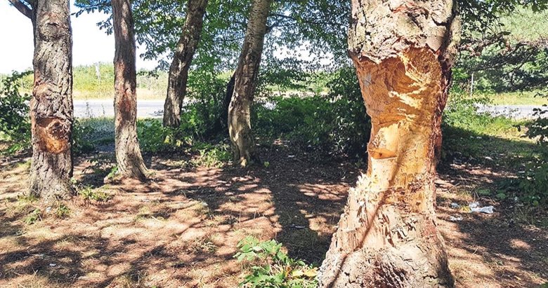 Ağaçları çıra için katlettiler