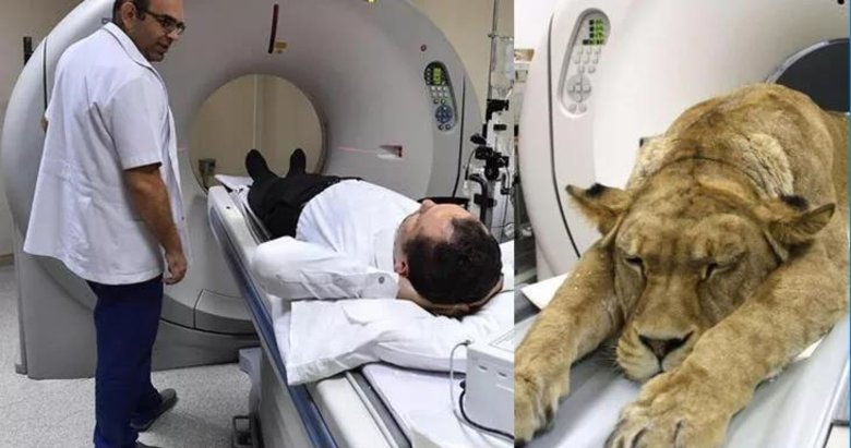 İzmir’deki hastanede aslan şaşkınlığı! Onu böyle görenler şaştı kaldı