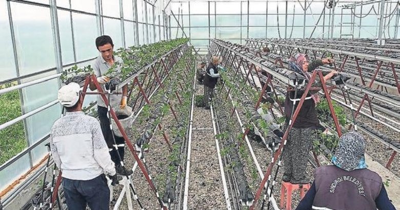 Jeotermal serada 10 bin kök çilek dikildi