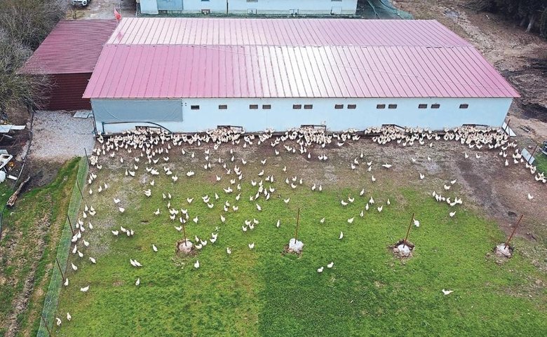 Bodrumlu genç girişimciden örnek başarı! Devlet desteğiyle tavuk çiftliği kurdu