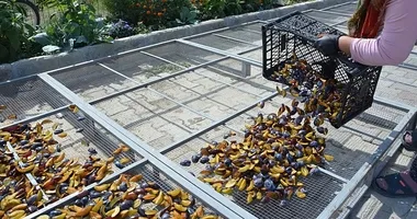 138 yıllık tescilli mucize! Tek gram kimyasal değmiyor