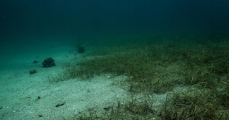 Tahribat inanılmaz boyutta! Koruma altındaki deniz çayırlarını kepçeyle söktüler