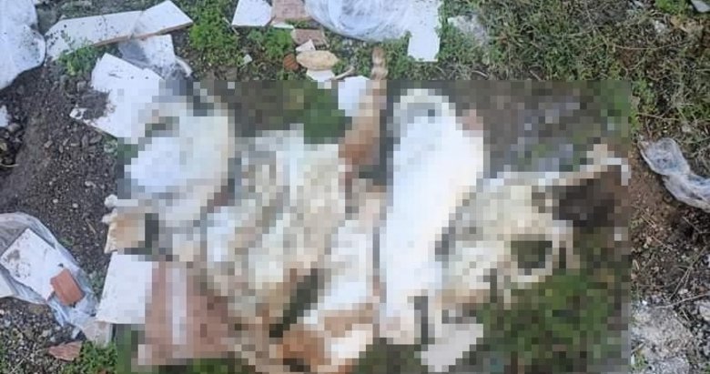 Milas’ta çöpte kedi ölüleri bulundu