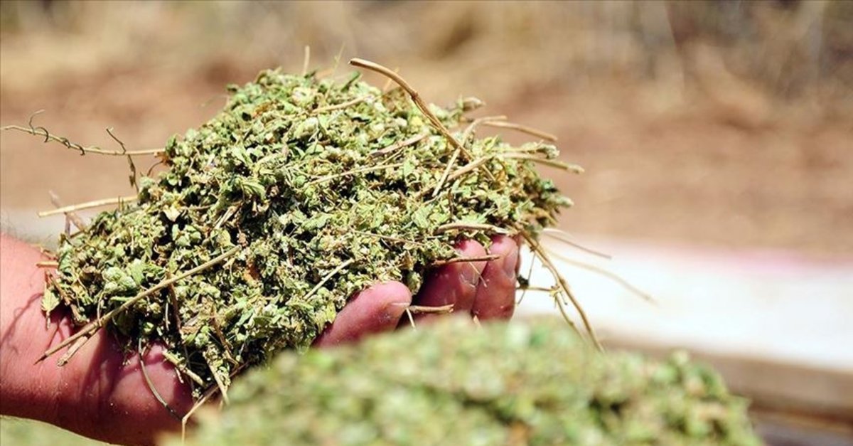 Dünyanın kekik ihtiyacını o ilimiz karşılıyor! Kekiğin faydaları say say bitmiyor! Kekik çayı nasıl yapılır?