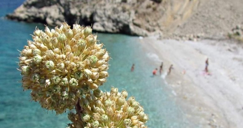 Kıyı Sarımsağı koparmanın cezası 245 bin lira