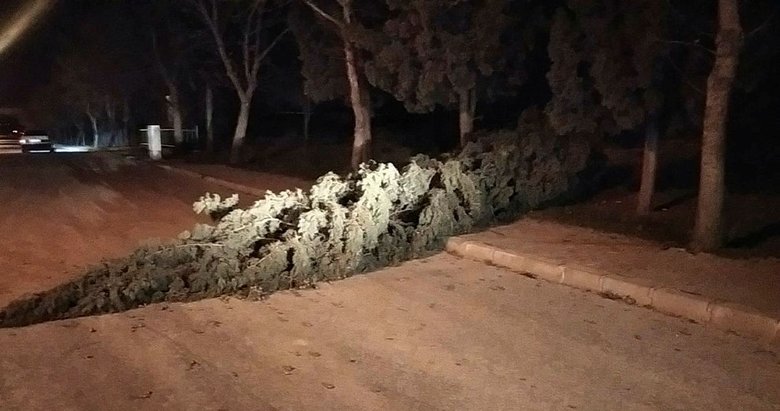 Alaşehir’de fırtına nedeniyle ağaç devrildi