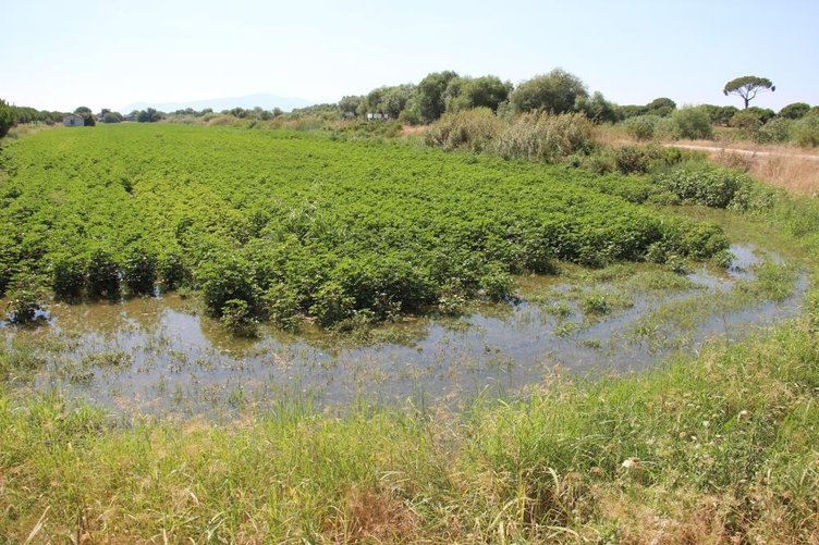 Büyük Menderes Nehri’ndeki su seviyesi sevindirdi