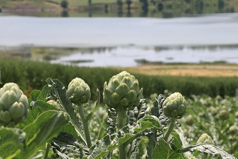 Karaciğerin dostu kanserin düşmanı