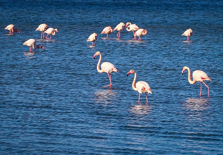 Ege’de sevindiren rakamlar! Geçen yıla oranla yüzde 40 artış