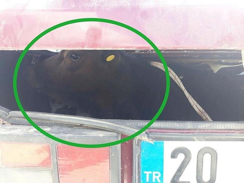 Bagajdan bakın ne çıktı? Jandarmanın takibiyle yakalandılar