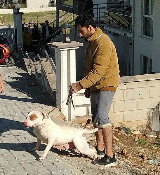 Denizli’de çocuğu ısıran pitbullun sahibine 12 bin lira ceza
