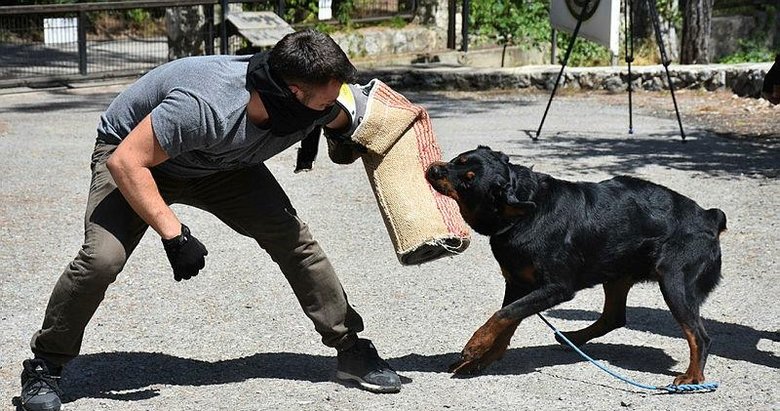Sahibi uyuşturucudan tutuklanan ’Buffy’, artık polis köpeği