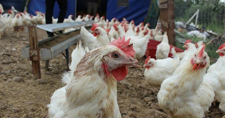 İzmir’de kesime gönderilmekten kurtarılan tavuklar, artık özgürce yaşayacak