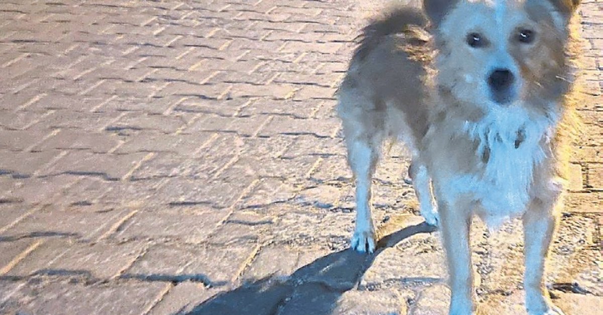 Huriye Nine'nin aslan parçası