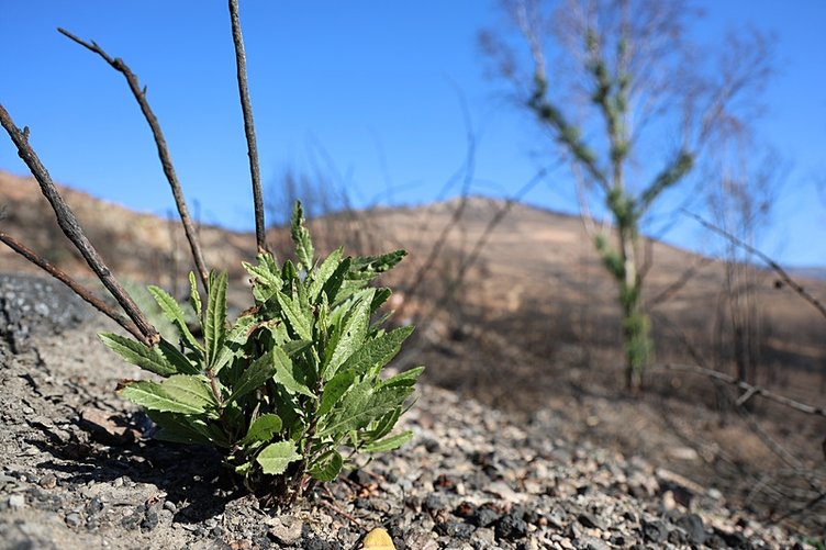 İzmir’de yangın sonrası doğa yeniden canlanıyor