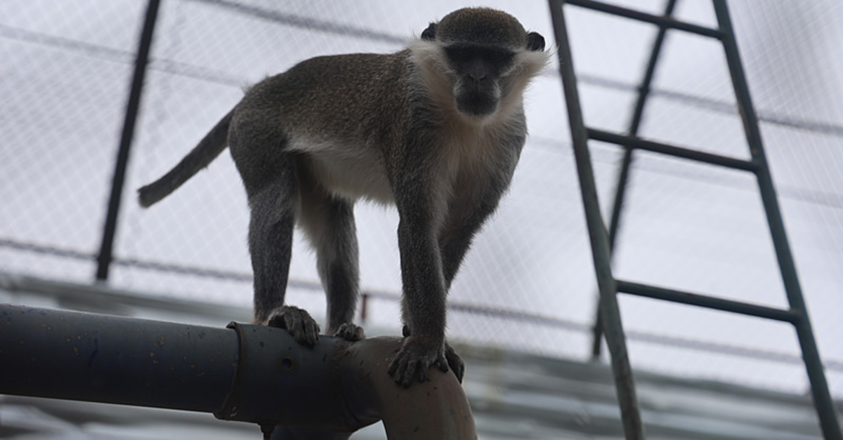 Denizli'de firari maymun yakalandı!