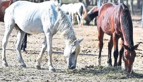 İzmir’in güzel atları Ankara’da kobay oldu