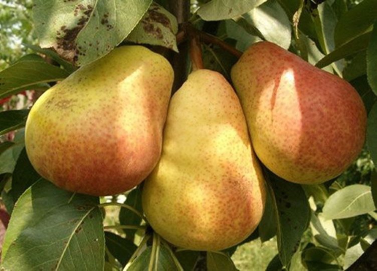 Armudun kabuğunu çöpe atmayın: Kullanın!