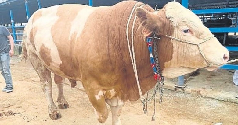 1.2 ton ağırlığındaki dev tosun 500 bin TL’ye satıldı