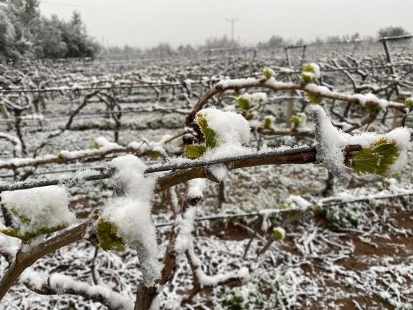 Meteoroloji’den İzmir’in bazı ilçeleri için ’zirai don’ uyarısı