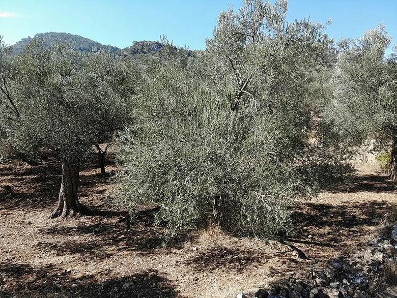 Zeytin ağaçları ranta kurban gidiyor! Kıyım 2020’de de devam ediyor