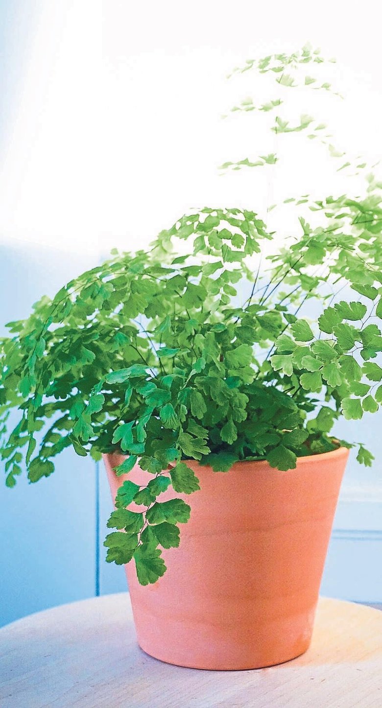 Radyasyonla savaşan bitkiler! Hayat kurtarıyor