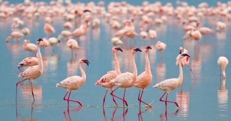 İzmir’de halkalanan flamingolardan ilk haber