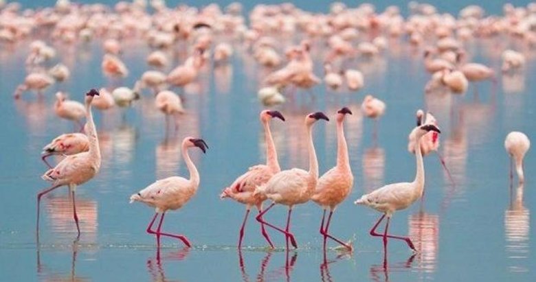 İzmir’de halkalanan flamingolardan ilk haber