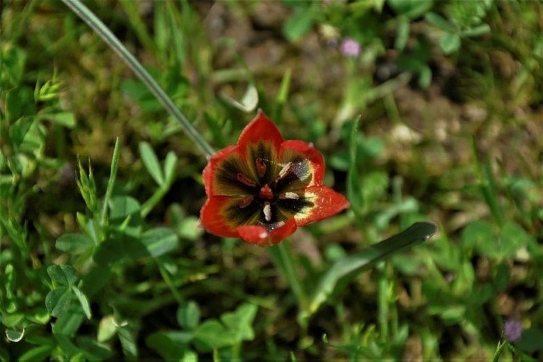 Dikkat! Dokunan yanar... Manisa’da yetişiyor