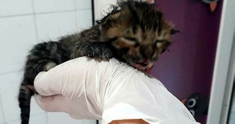 Yangından yaralı kurtarılan yavru kedi, ’Ateş’ adı verilip, sahiplendirildi