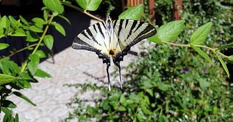 Yasa dışı av pahalıya patladı